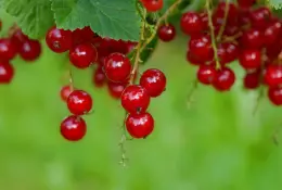 Právě v sezóně - rybíz